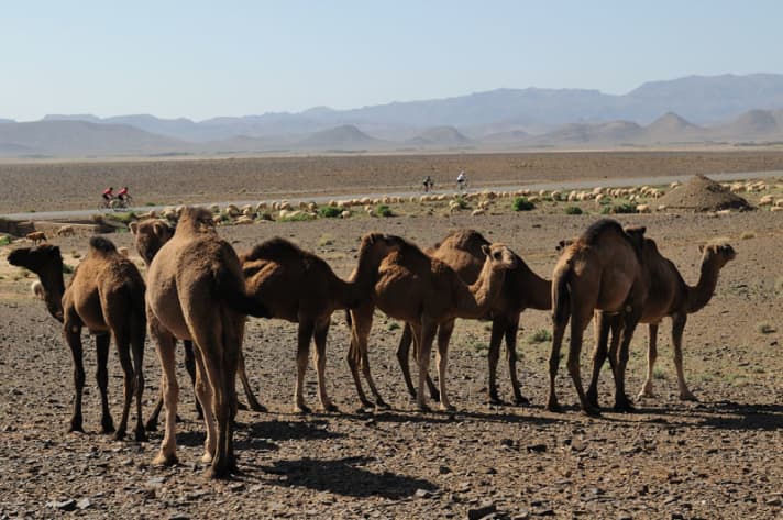   Show up: The first dromedaries on the journey! On the dry southern edge of the Atlas Mountains, the Sahara is not far away. 