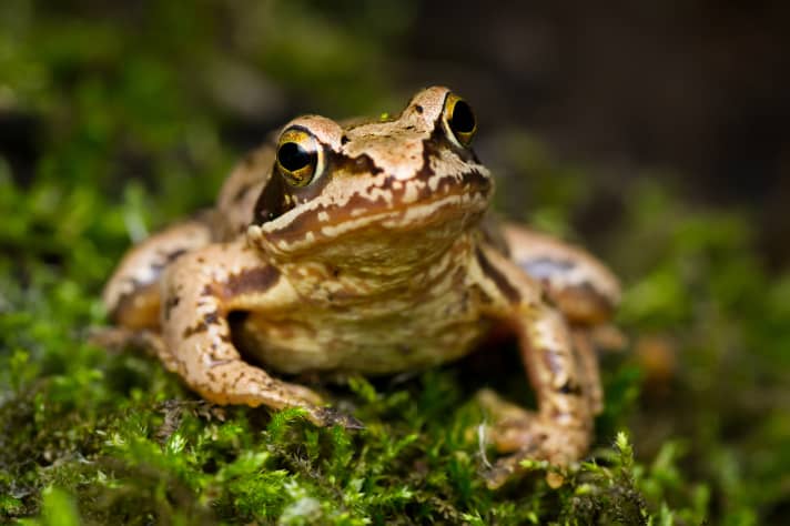 Grass frog