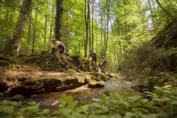   Single trails to fall in love with and not a soul far and wide. Those who venture deep into the Palatinate Forest will be rewarded.