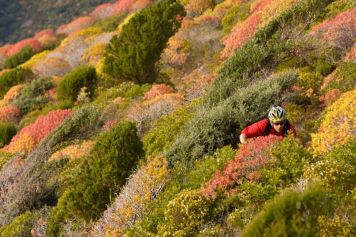   Gut versteckt und leicht zu übersehen: die Pfade, die sich durch die Macchia schlagen.