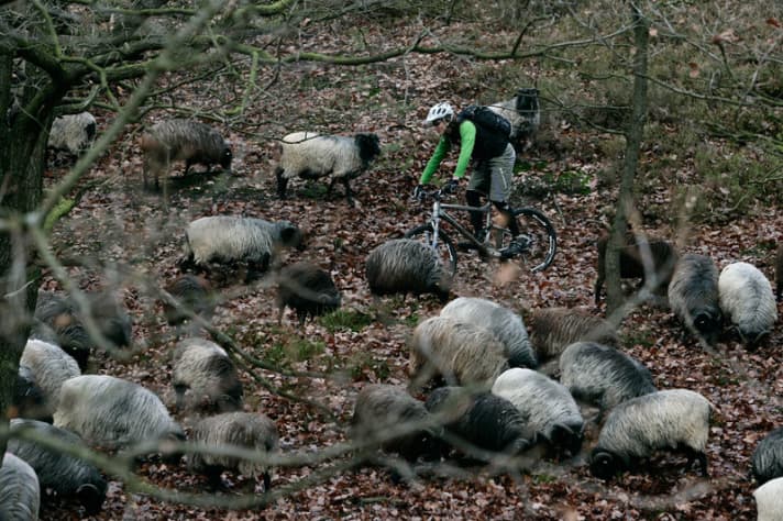   Die Trails sind menschenleer, nur auf die Heidschnucken muss man aufpassen.