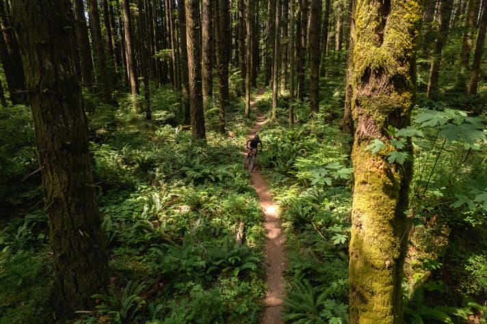 Off through the greenery: just like in a rainforest, the route runs beneath a dense canopy of leaves.