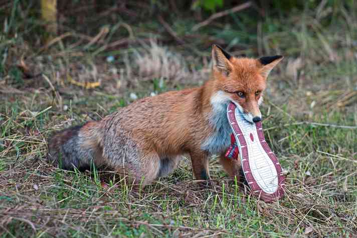 Foxes drag their trophies right up to their den. The local foresters usually know where this is.