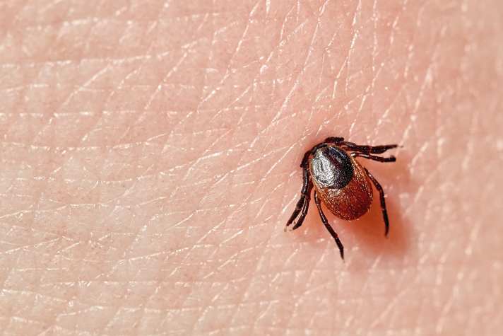 Every fifth tick carries borrelia. Ticks spend 99 per cent of their lives waiting for a carrier. They can survive for up to two years without feeding on blood.