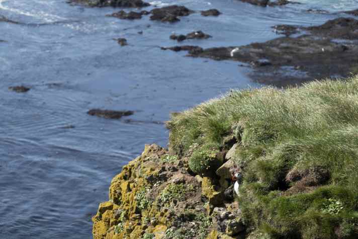 With a bit of luck, you might even get to see Iceland's national animal, the puffin.