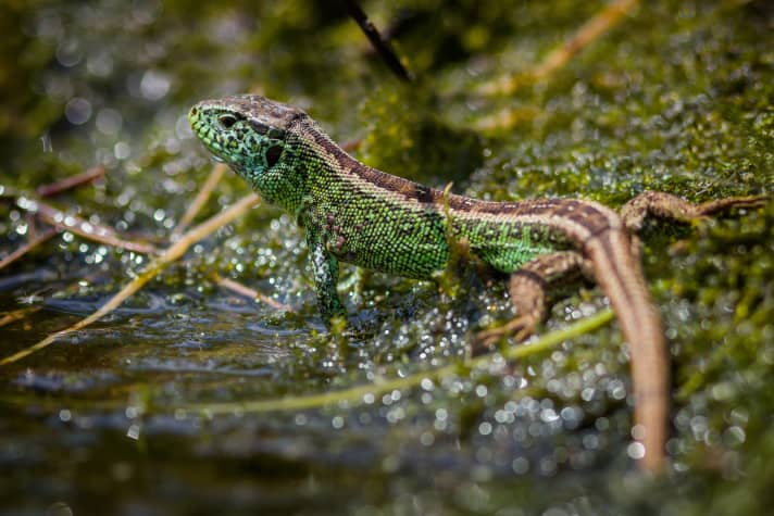 Sand lizard