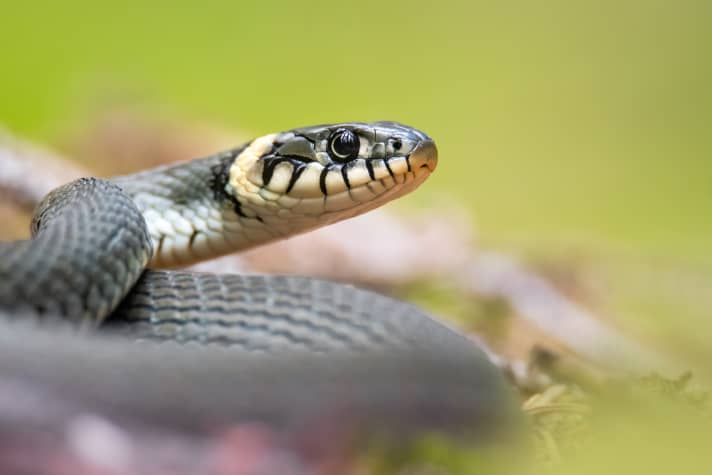 Grass snake