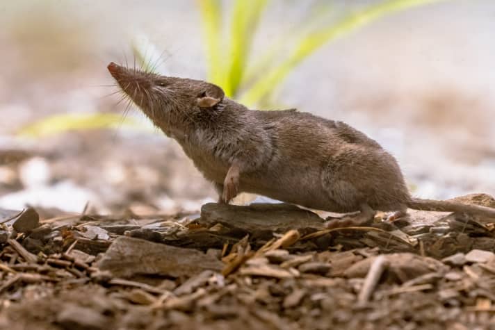 Shrew
