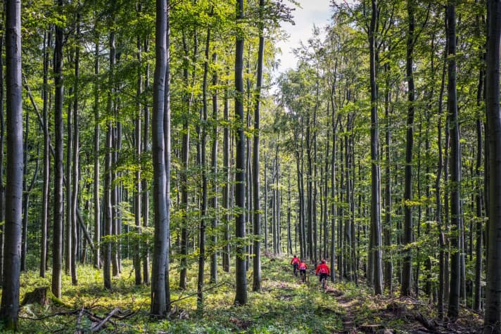   A youth MTB team and open-minded representatives of the authorities are mapping out a new bike area in the Franconian Rhön with insight and perseverance. As part of our <a href="https://www.bike-magazin.de/tag/love-trails-respect-rules" target="_blank" rel="noopener noreferrer">LOVE TRAILS - RESPECT RULES</a> campaign, we visited the people involved.  <a href="https://www.bike-magazin.de/a/4504032" target="_blank" rel="noopener noreferrer">Read the full-length BIKE report here</a>.