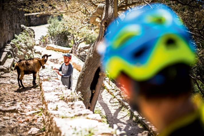   Freerider trifft Free­rider: Die kroatischen Trails sind teilweise so felsig, dass man sich eher Hufe als Gummireifen wünscht.