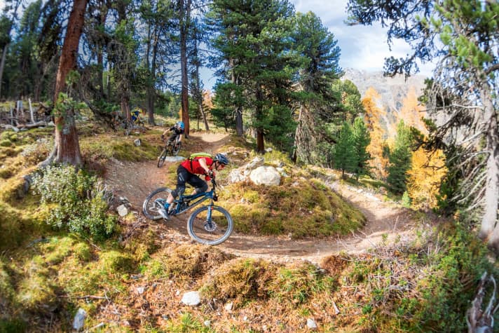   Swiss stone pine trail