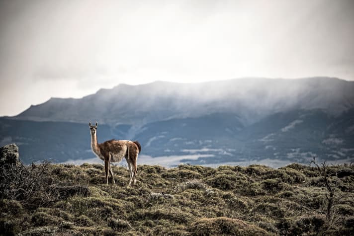   Guanako-Lamas halten jeder Windstärke stand.