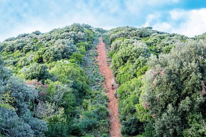   Das Team der Trail Brothers kümmert sich um die Strecken rund um Massa Marittima. Viele der Wege sind ausgebaute Wildschwein-Routen … 