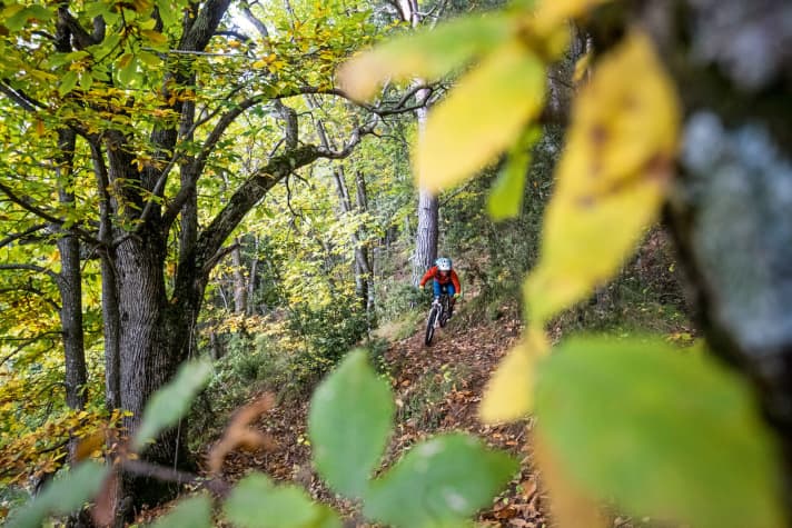   Kurz vor Pigna taucht der Pfad in einen terrassenartig angelegten Kastanienwald ein. Die Kurven, die Adi hier zusammen mit den Locals in den Boden gezogen hat, sind ein Gedicht.