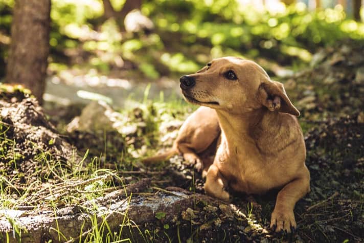   Lilly knows every metre of the Bikepark Wagrain. She is the dog of track builder Tonio.