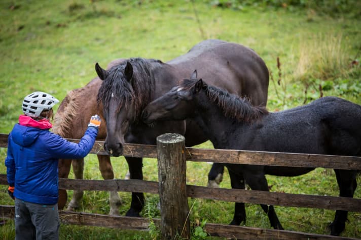  Auf der Alm sind nicht nur Milchkühe zu Hause.