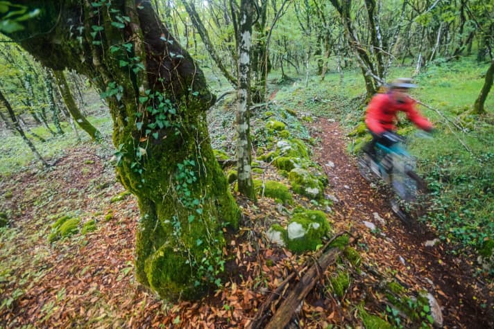   Signposts in the forest: tree trunks are overgrown with moss to the north. Ants build their mounds on the south side.
