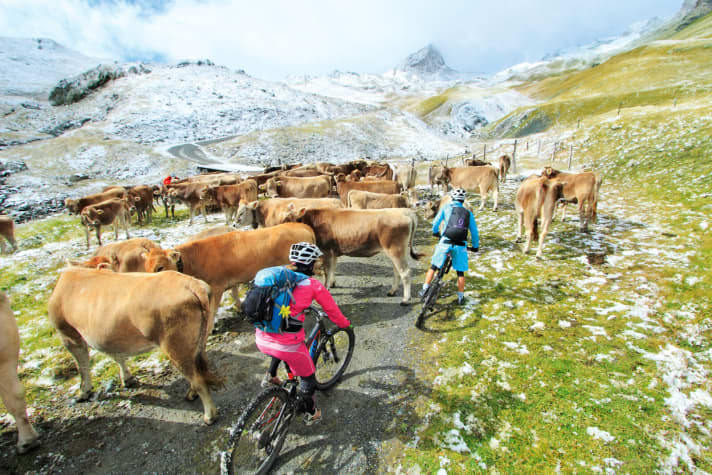 Encounters on the mountain pasture...