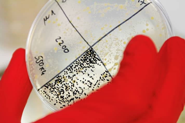 A whole carpet of bacteria has spread on the sample of the brand-new merino shirt. We counted 550 colonies in the lower quarter of the sample alone. It is unlikely that they all come from skin bacteria.