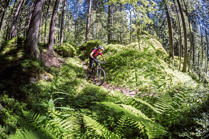   Der letzte Abschnitt des Trails führt durch Farnwälder.