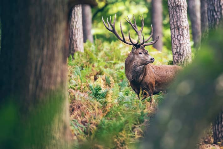 A fast biker can upset the wildlife, which can be a problem in remote corners and especially in winter. However, if we stay on the paths that are heavily frequented by people, the wildlife takes very little interest in us.