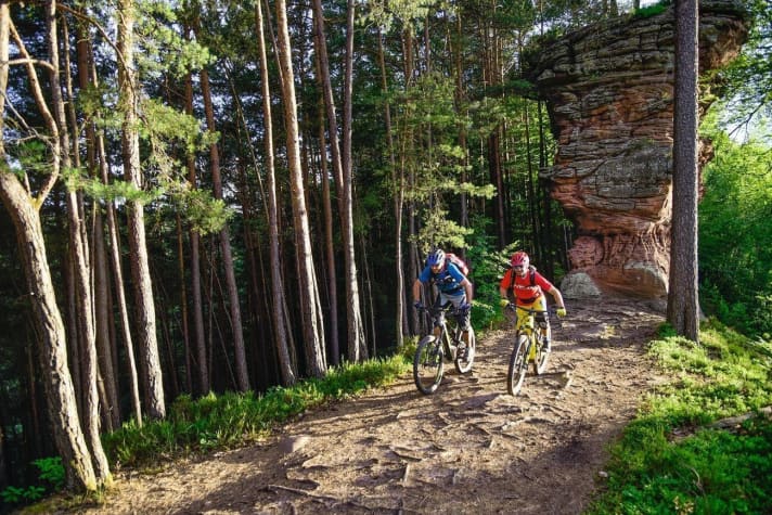   Palatinate Forest