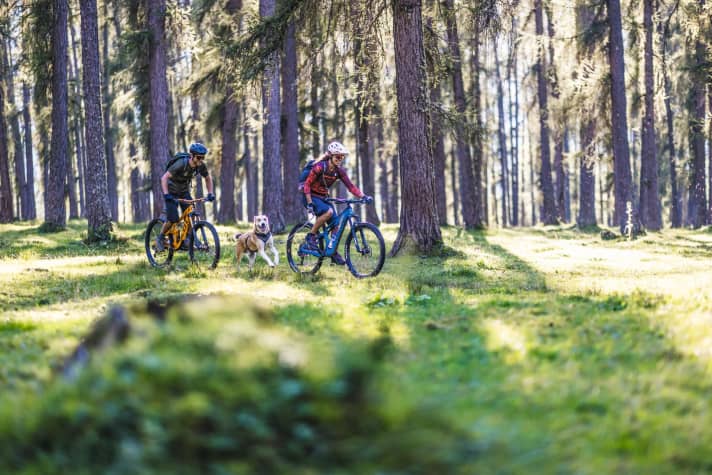   A beautiful tour, even with children or dogs: here between Biberwier and Ehrwald, on trails through the time-honoured larch forest.