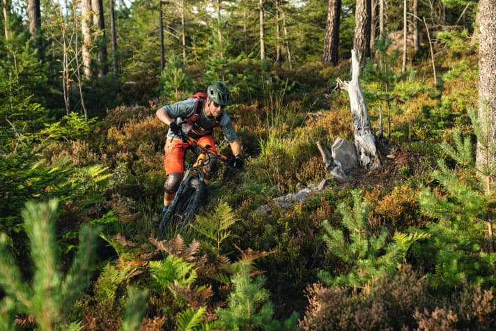   Fern forests almost like in New Zealand - and without aeroplanes and long journeys. The tours roam the magical forests around Baiersbronn.