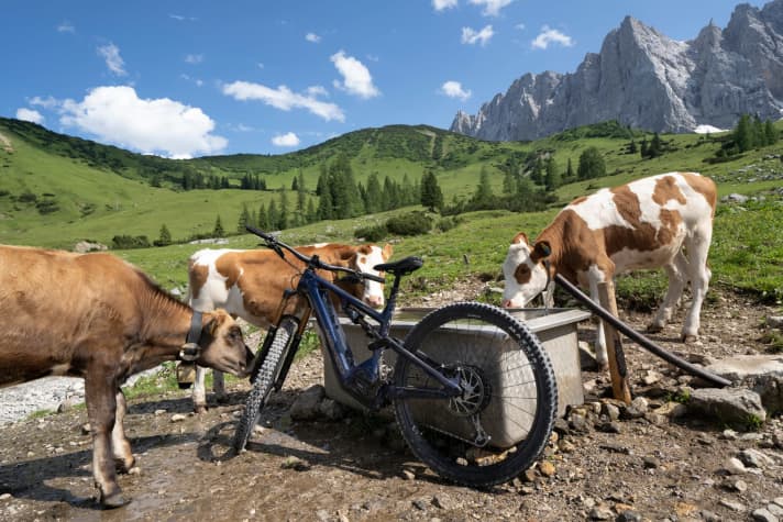   Kühe sehen die Welt anders als wir Menschen, sagt man. Diese Exemplare, die uns auf der ersten Tour begegneten, zeigten sich offenbar ebenfalls beeindruckt vom Dunkelblaumetallic des Norco Sight VLT.