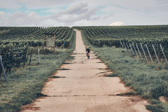 In the Palatinate, the paths also lead through vineyards.