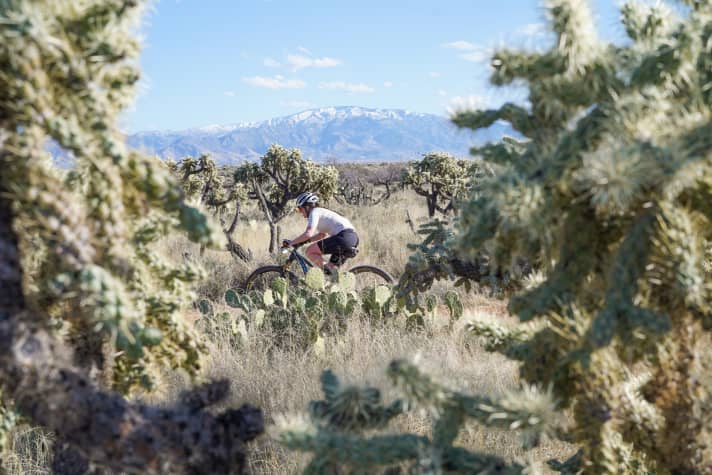The snowcaps in the surrounding mountains bear witness to the strongly fluctuating temperatures in the Sonoran Desert.