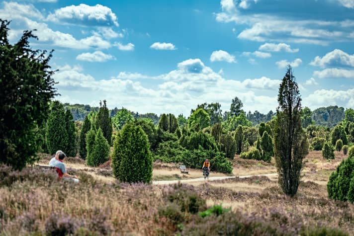 Cycle tour: Typical heathland with gnarled juniper trees along the Pastor-Bode-Weg.