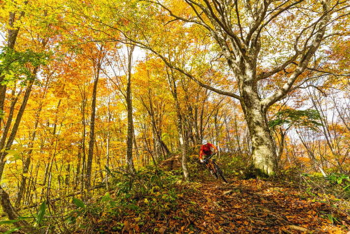 Autumn is colourful and makes trail biking even more exciting. With our tips on riding technique, clothing, parts and accessories, you can savour it to the full. Page 32.