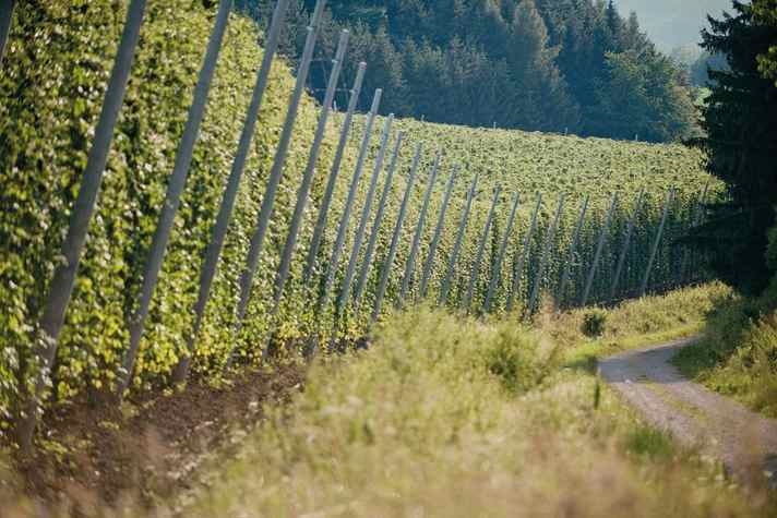 Bis zu sieben Meter hoch ragen die Hopfenranken, an denen die Hallertauer Hopfentour teilweise direkt vorbeiführt.