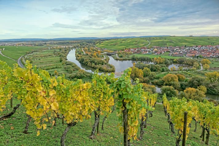 Weinberge an der Volkacher Mainschleife