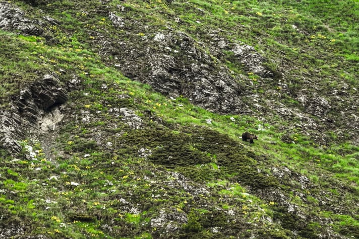 You have to be that lucky first: Mother bear with three cubs at a safe distance!