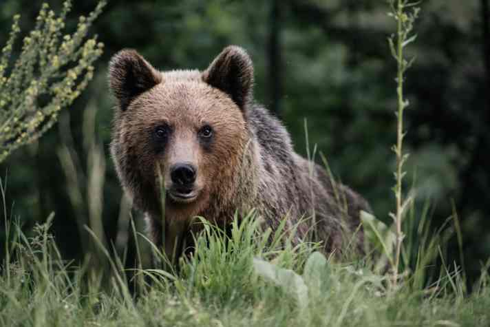 Oh no. You don't want to see this face on the trail. Romania is home to 6000 to 7000 brown bears, mainly in the Carpathian Mountains.