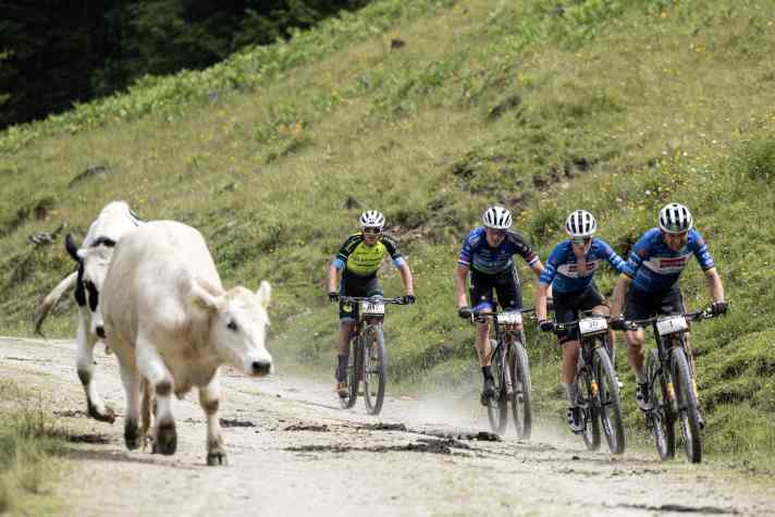 Da macht selbst das einheimische Vieh Platz: Die Fahrer mit UCI-Lizenz stehen bei der Alpentour Trophy mächtig auf dem Gas.