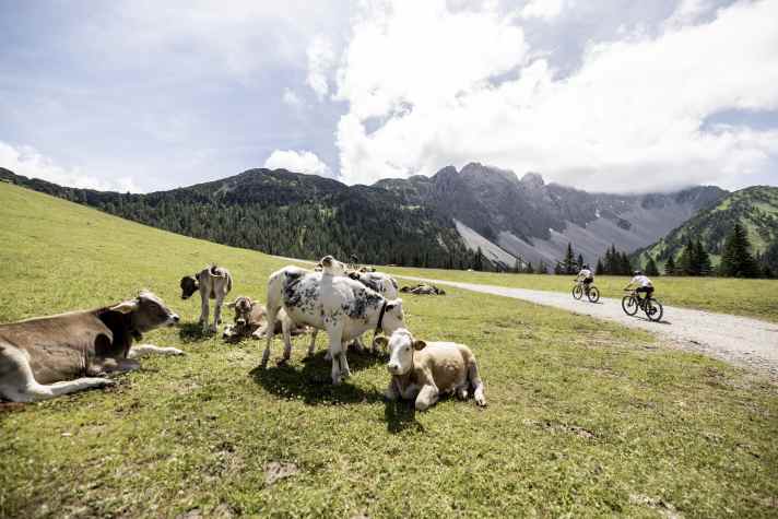 I wonder if the local cattle realised what was happening around them?