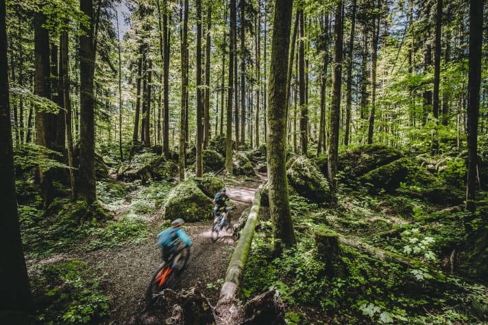 Auf den fast schon samtweichen Trails durch einen Märchenwald geht die Tour schon bestens los.