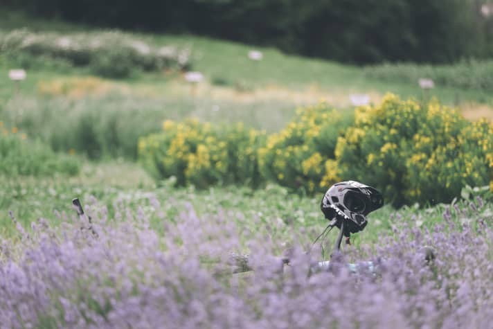 Lavender idyll on Lake Molveno.