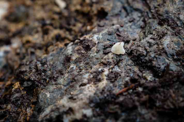 Tooth on stone - that can't go well... for the tooth.