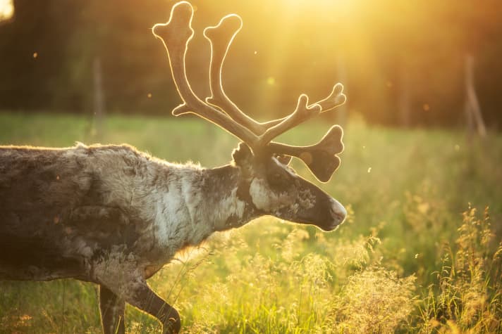 bike/ruka-kuusamo-kesa-2021-harritarvainen_f94146ce0b560a14a47b03c0b96a3d45