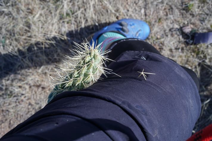 Ouch, that hurts! Here a cholla has caught BIKE reporter Henri Lesewitz on the leg. The nasty beast has to be levered away with a piece of wood because of the barbs.