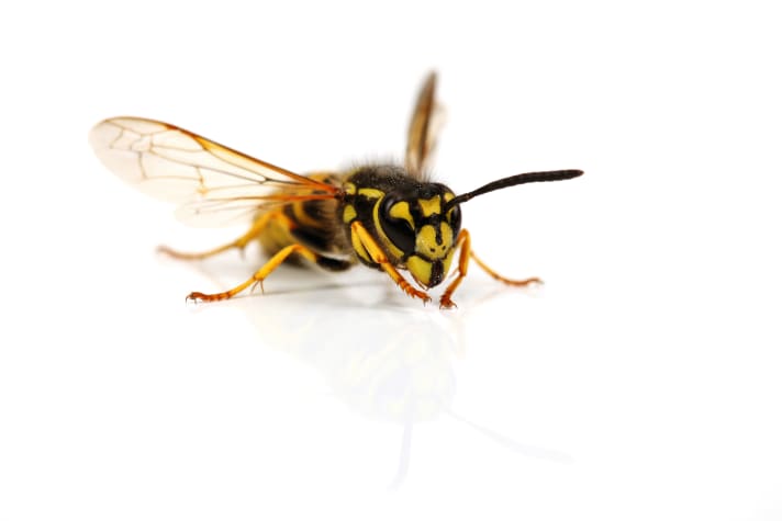 A wasp sting can be dangerous: First aid for pain, itching and allergy