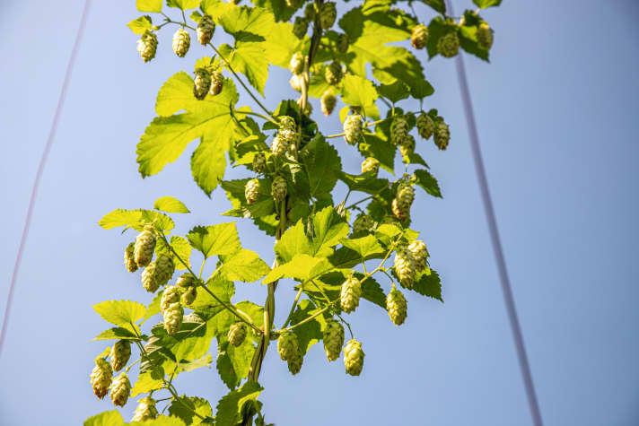 The day tour takes you through orchards and hop gardens.