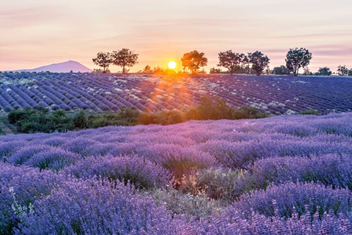 Der Duft der Provence: Endlose Lavendelfelder