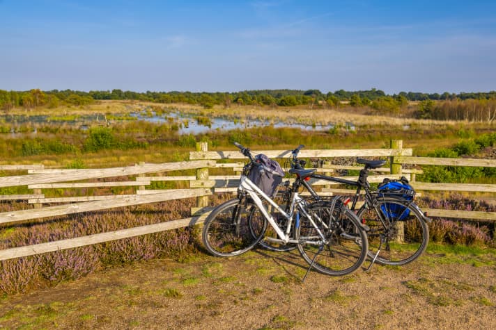 Heideblüte im Dalum-Wietmarscher Moor bei Geeste