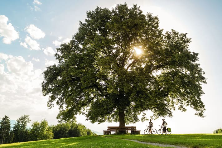 Why do we feel so good when we are surrounded by trees?