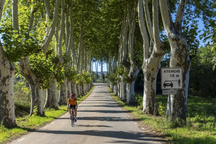 Allein unter Bäumen: wunderschöne Allee bei Sant Julià de Vilatorta auf der Route 1.
